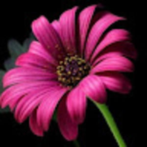 Meet your Posher, Asra